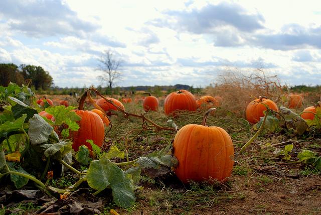 Pumpkins in a pumpkin patch.