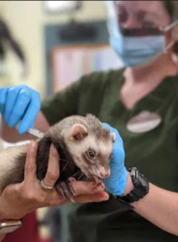 Archie the ferret receives the Zoetis COVID-19 animal vaccine at Oakland Zoo on July 21, 2021. The tempting vitamin supplement in his keeper’s hand distracts him from the shot. 