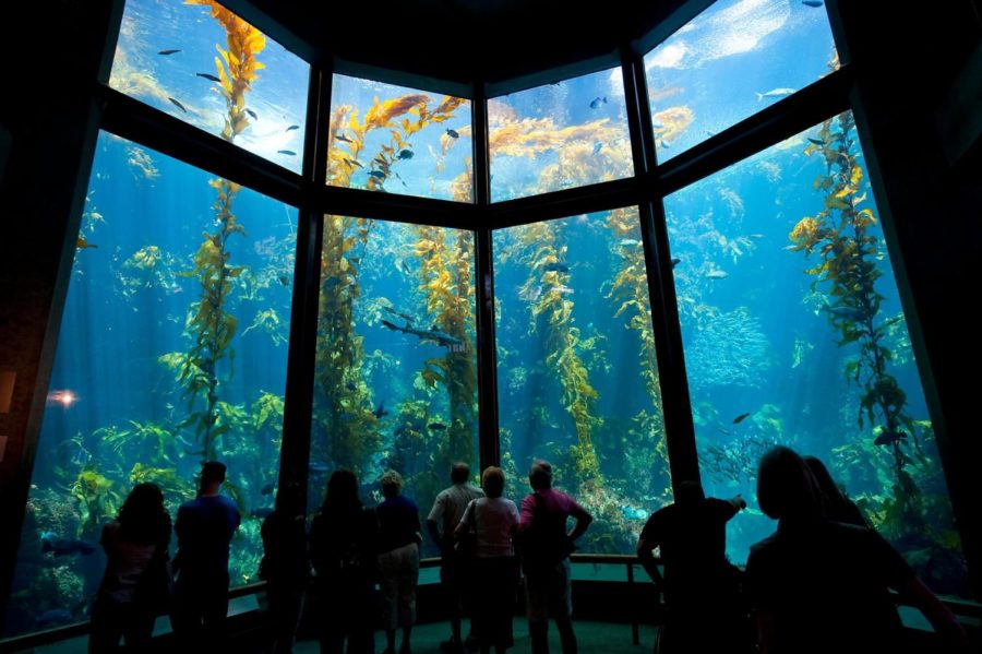 Monterey Bay Aquarium. Taken By Gregory Thomas.
