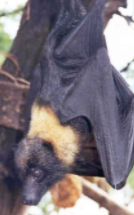 Bats as sources of diseases.