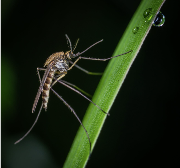 Gov. Officials evaluating if GM Mosquitoes should be released in CA
