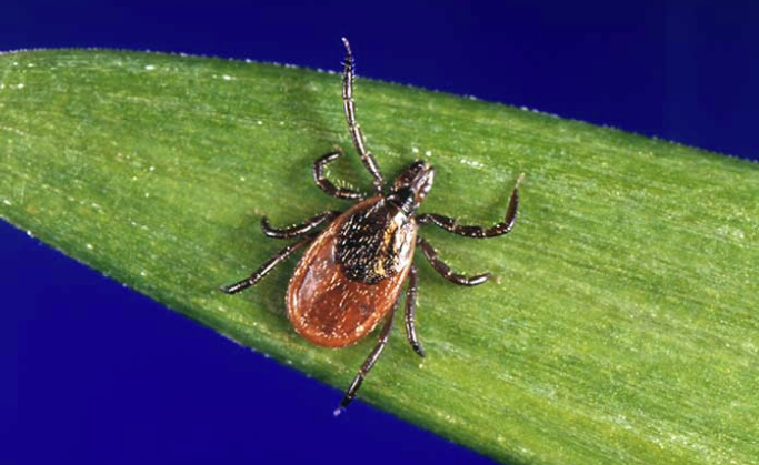 Tick saliva can be used for therapy!