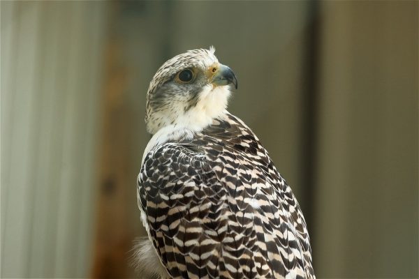 Inside the Surprisingly Dramatic Lives of Berkeley’s Falcons